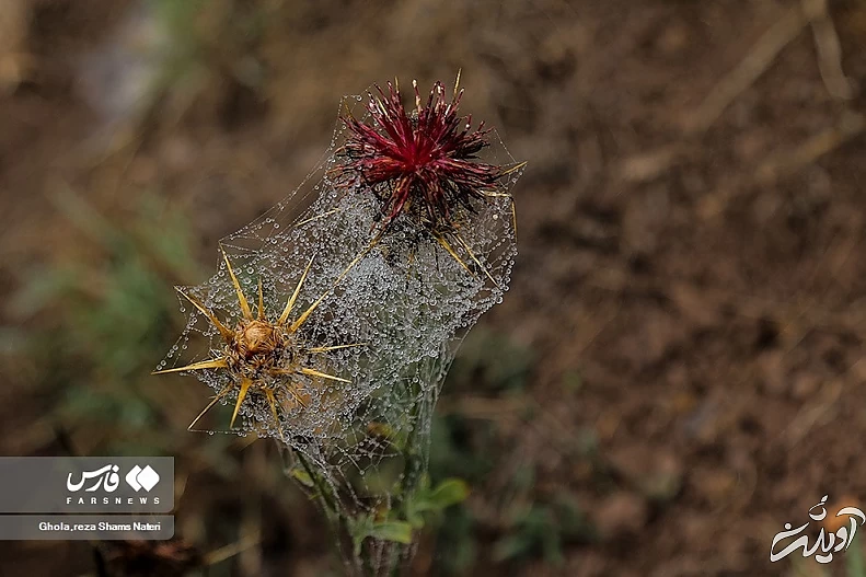 (تصاویر) همنشینی قطرات شبنم با تارهای عنکبوت